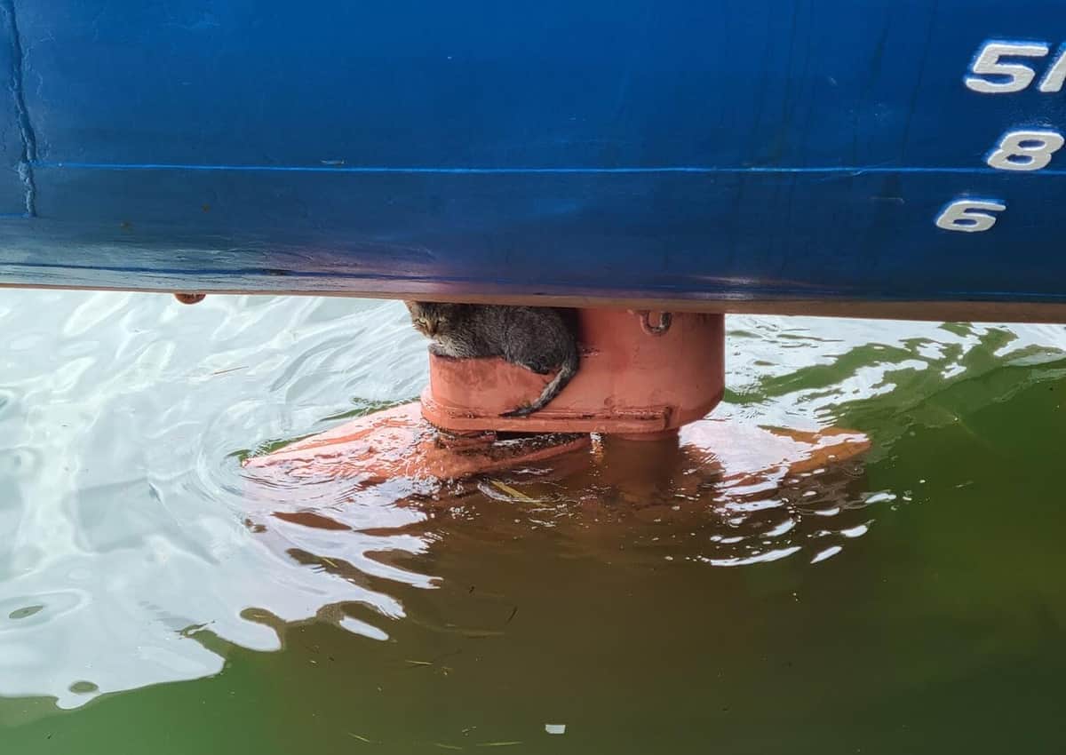 救助された猫（航海士提供）