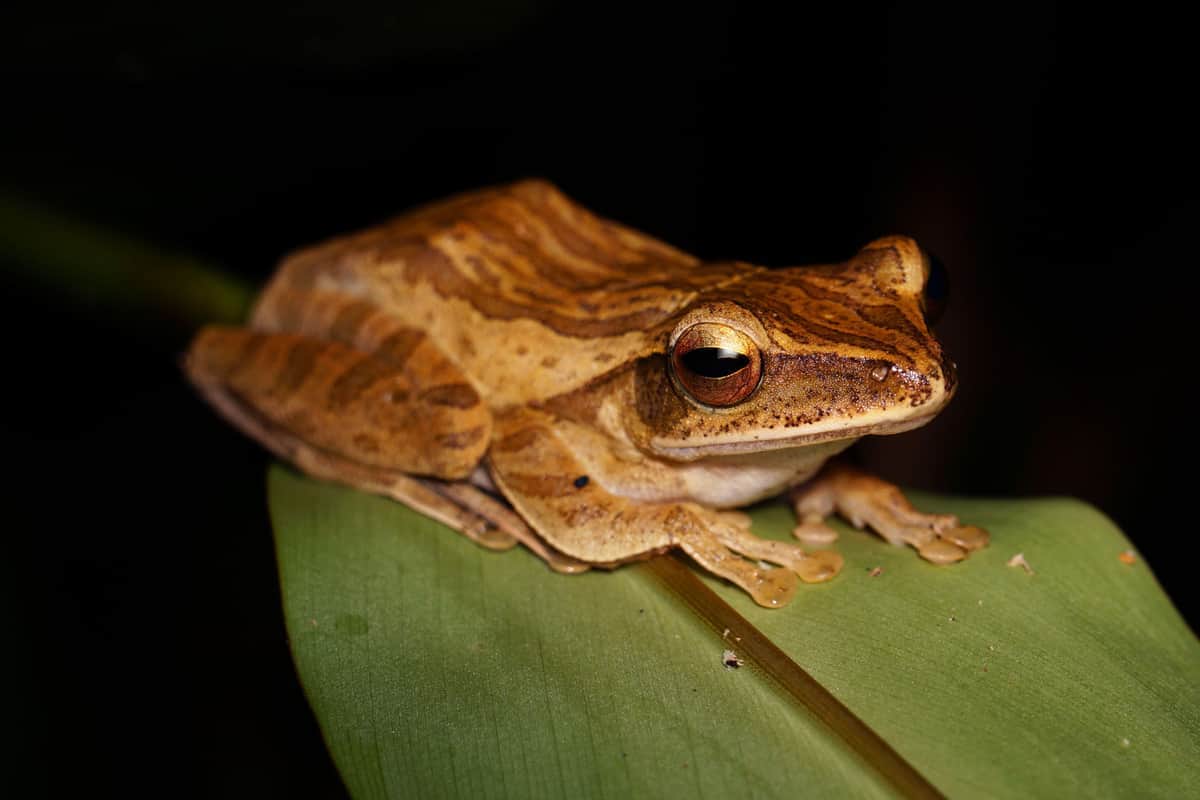 特定外来生物のシロアゴガエル（写真：Alamy/アフロ）