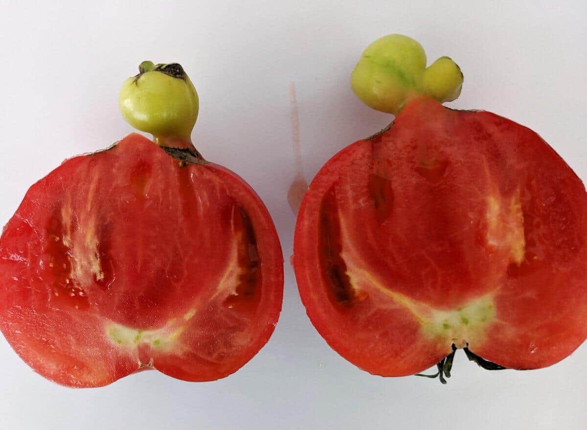 トマトの断面図
