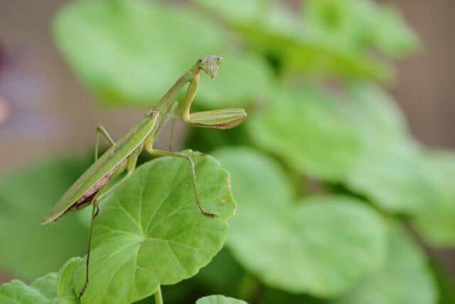 カマキリを露天風呂に入れ寄生虫を出させる　昆虫系YouTuberが炎上...動画削除
