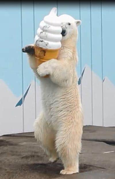 まるでイナバウアー！柔らかすぎるホッキョクグマに驚愕　どうやって撮影？釧路市動物園に聞いた
