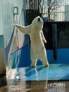 SNS上の注目が集まったユニークなポーズ（釧路市動物園提供）