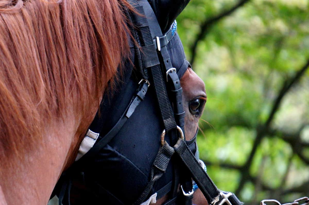 「馬の死産シーン」を無許可放送　フジ番組にオーナー抗議も...局「放送後の説明で納得頂いた」