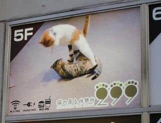 かわいいだけじゃない！　戦闘モード全開、「猫ミサイル」の瞬間捉えた看板広告に1万3000いいね