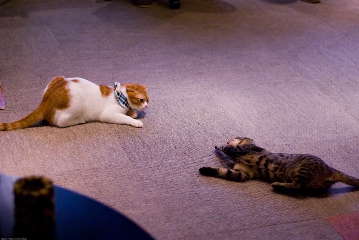 スイッチ（左）とぽっけ（右）