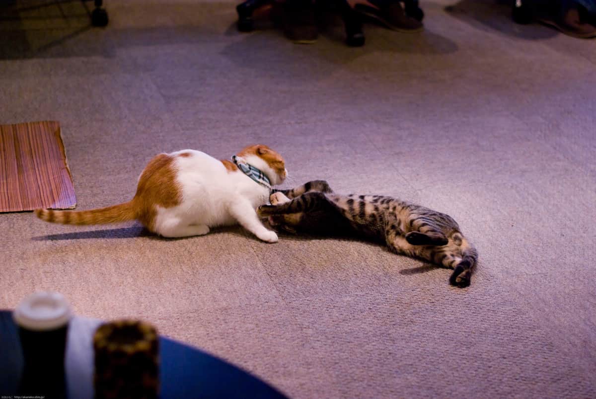 くつろいでいたスイッチにぽっけが突撃