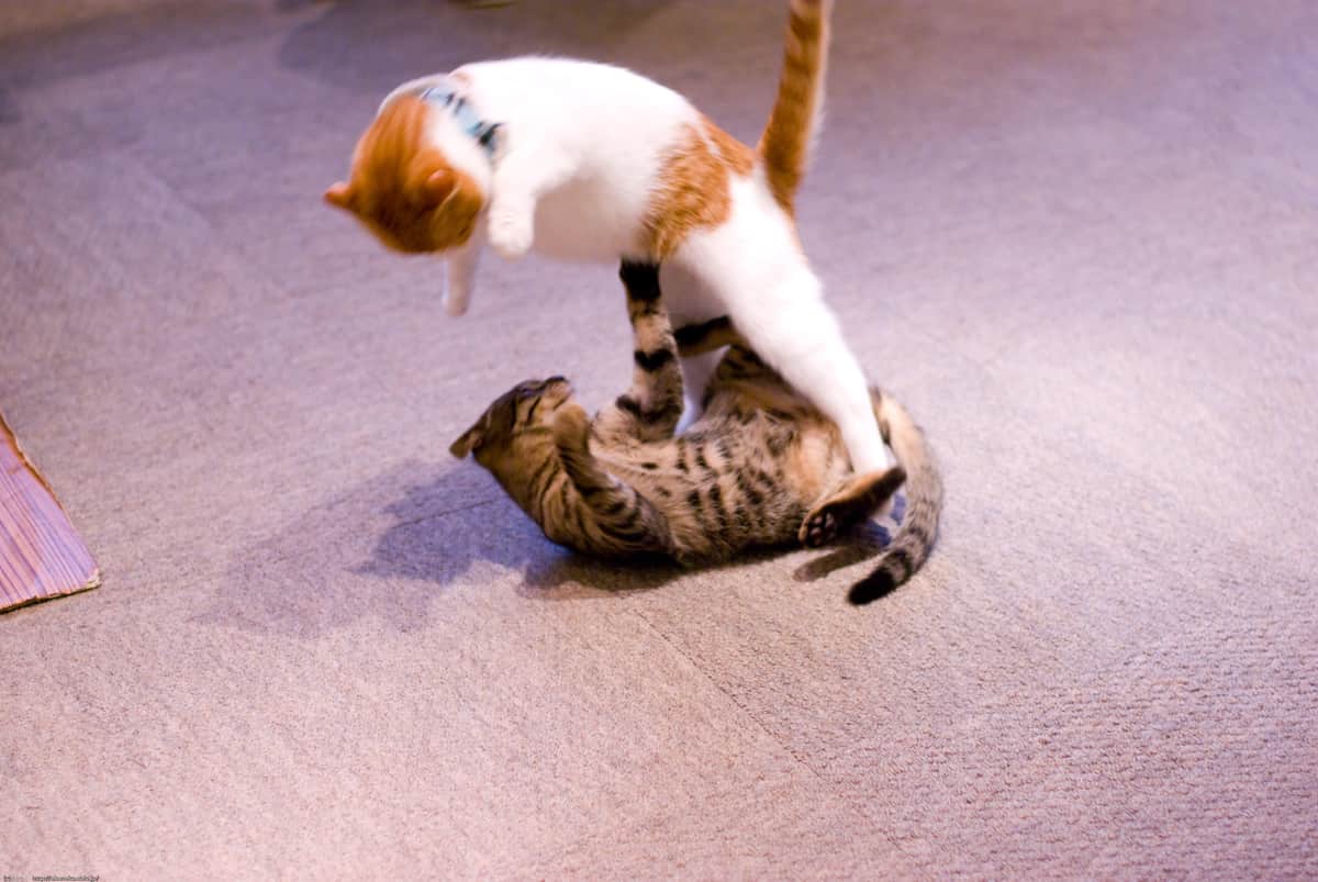 看板の元画像　撮影したのはあかねこ（@akanekor）さん