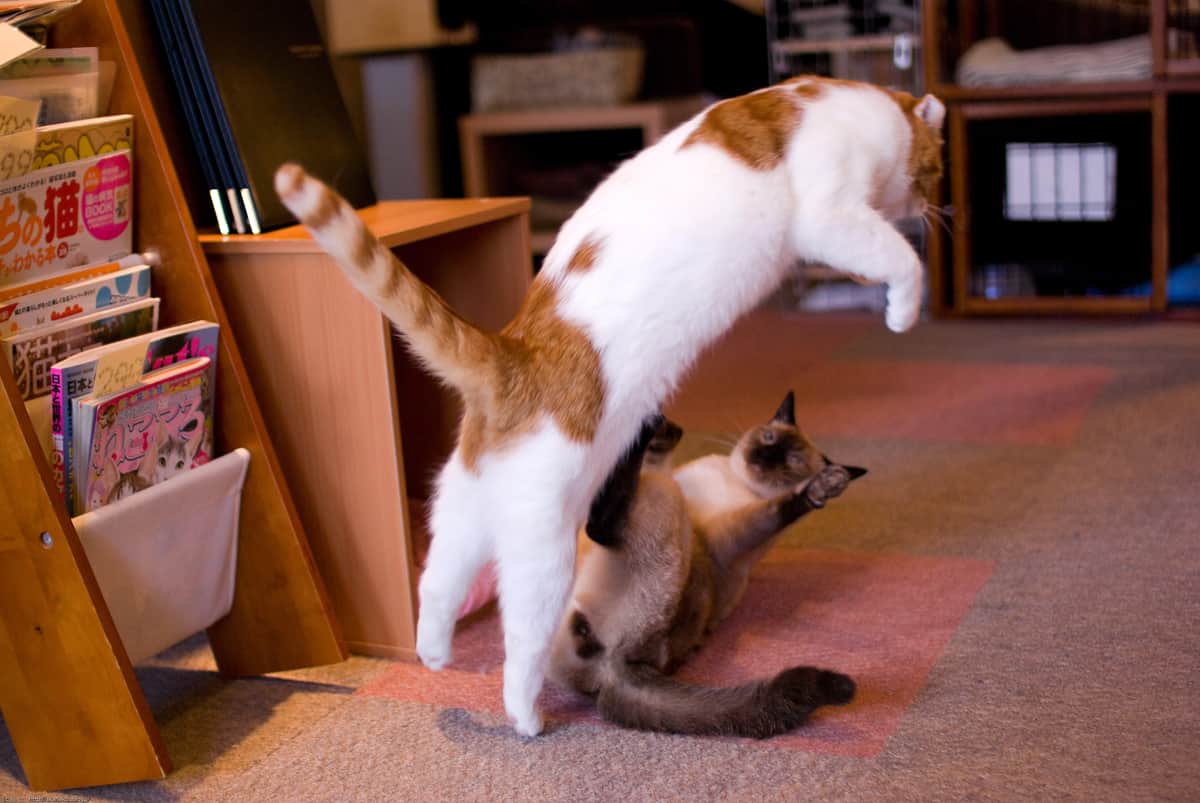 猫の居る休憩所299の猫たち