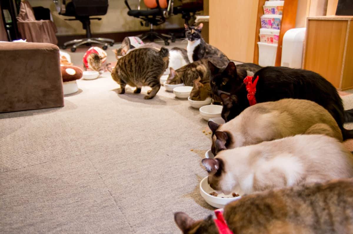 猫の居る休憩所299の猫たち