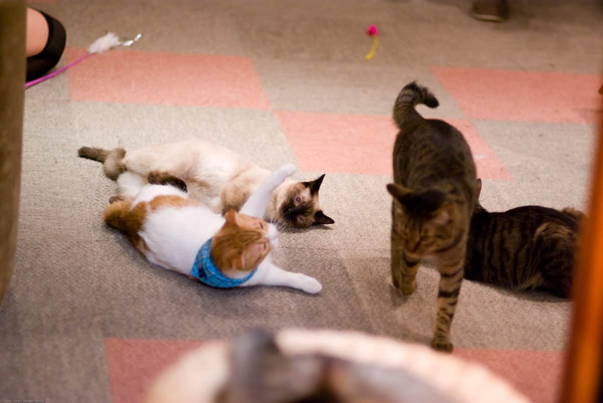 猫の居る休憩所299の猫たち