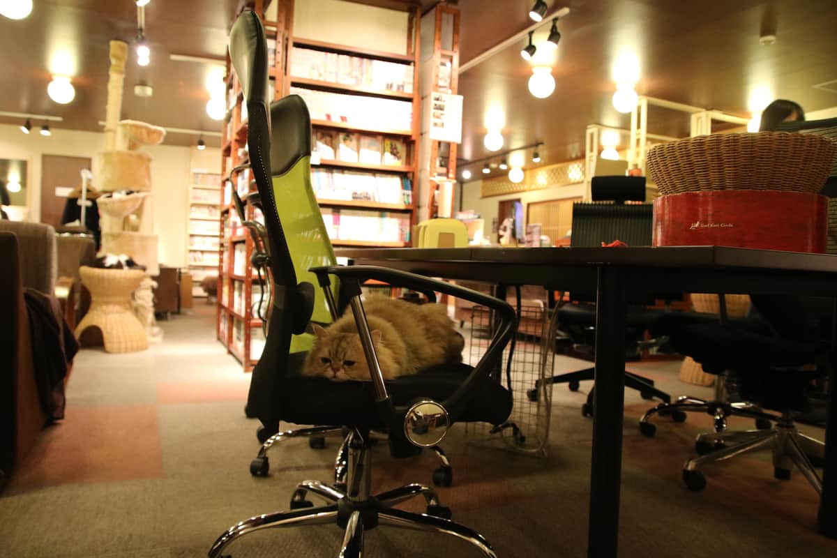 猫の居る休憩所299の猫たち