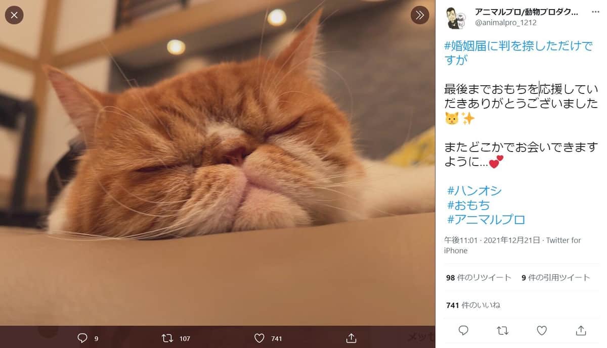 「おもち」を演じた猫・うに。動物プロダクション「アニマルプロ」のツイッター（＠animalpro_1212）より
