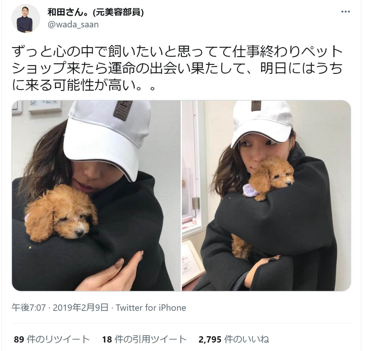 和田さんとトイプードル
