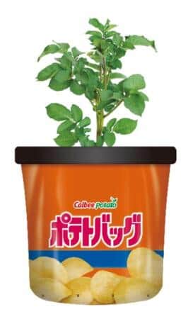 栽培のイメージ、プレスリリースより