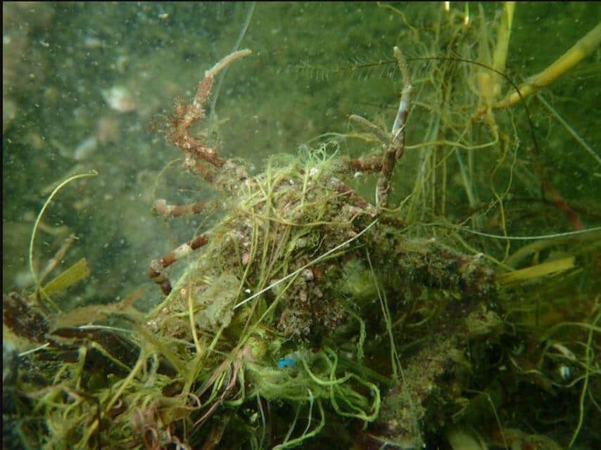 エビにも糸が絡みついて傷ついている