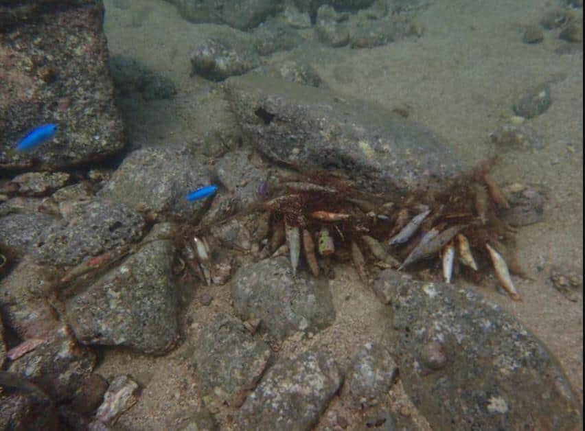 海底に蓄積されたルアー
