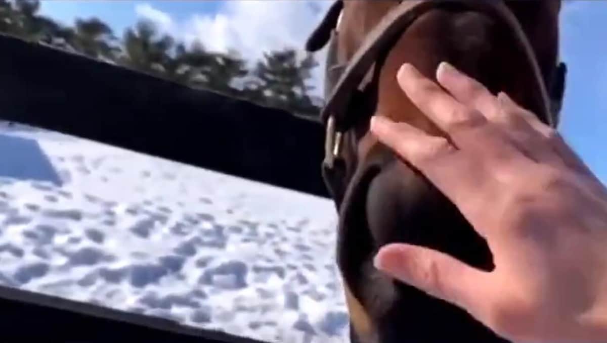 エポカドーロの鼻をなでる研修生（ツイッター投稿動画から、現在は削除）