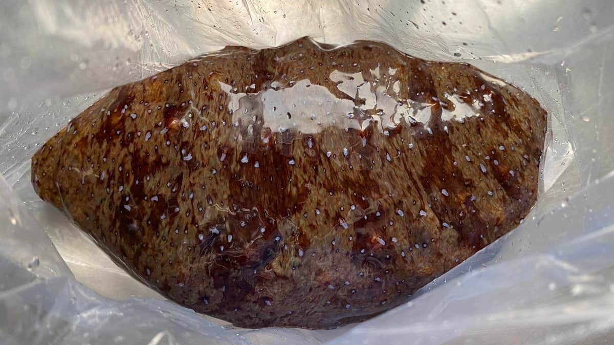 「増えてるよ...冷蔵庫がナマコだらけ」　企業ツイッターの珍報告に驚き、一体何が？