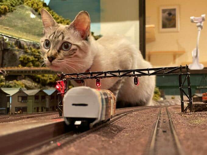 ジオラマと猫