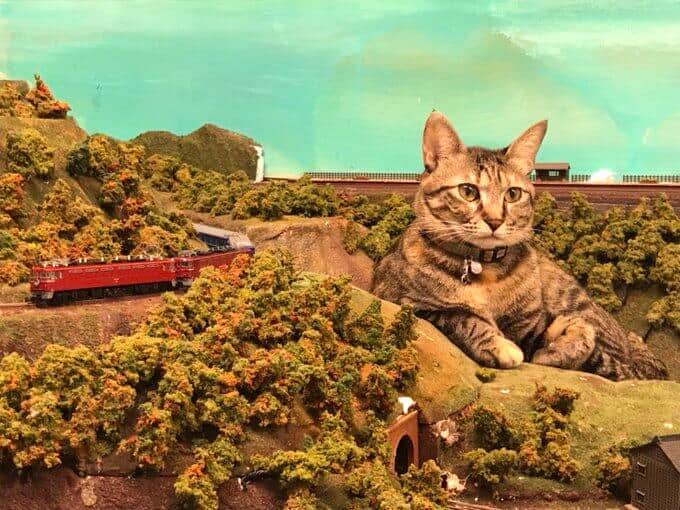 ジオラマ食堂は「いまでは猫たちに壊されては再生させることも日課となり、常に状況が変化するジオラマになりました」と前向き