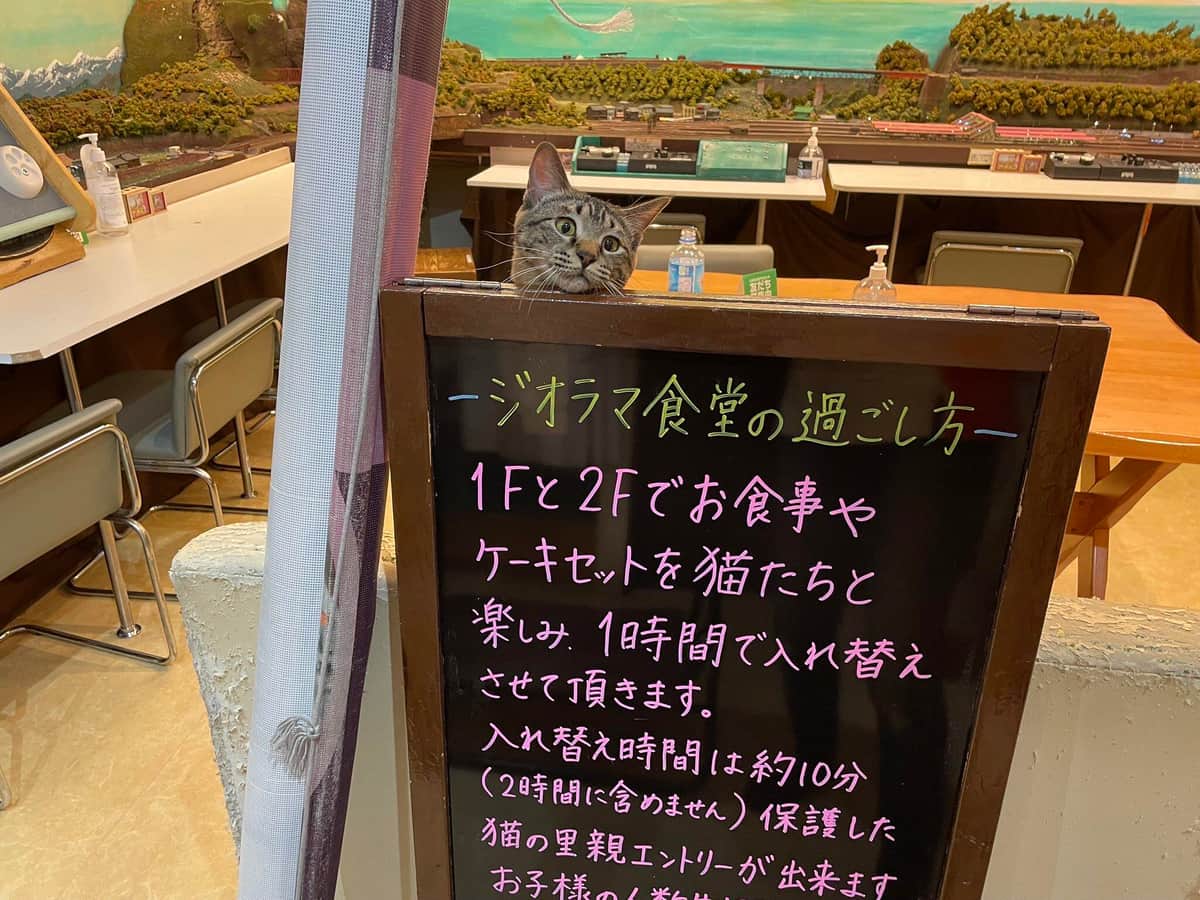 もともと猫のいない飲食店だった