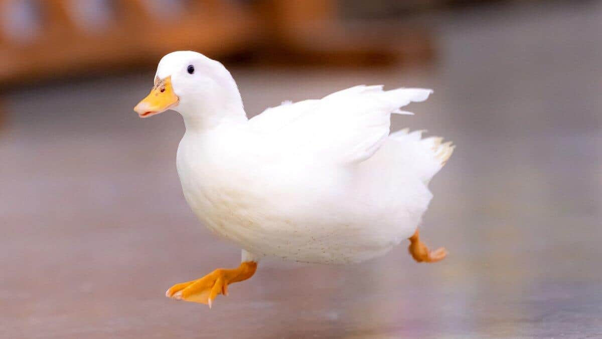 トコトコ走るアヒルが...まさかのズッコケ　「かわいさ100万点」4コマ写真に13万いいねの大反響
