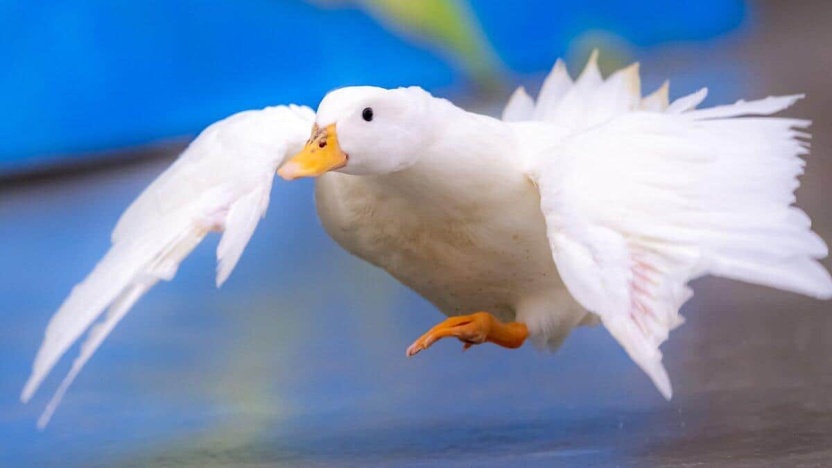 るいずさんのツイッター（@Louise_yome）より