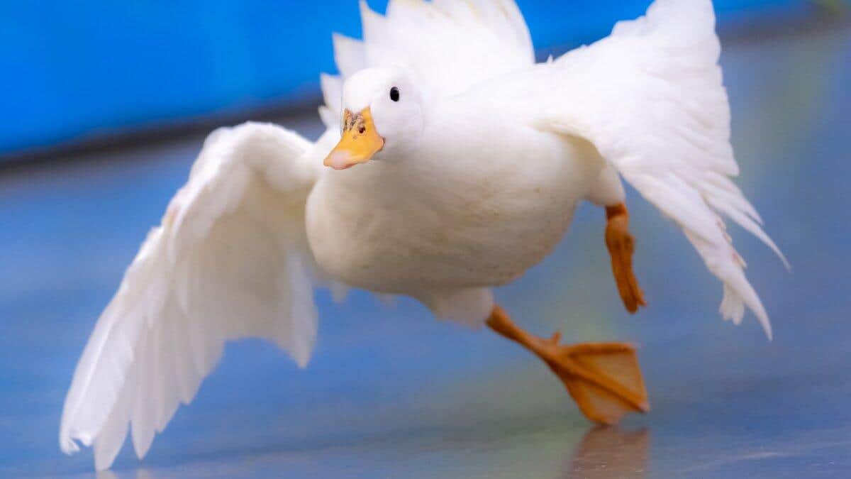 るいずさんのツイッター（@Louise_yome）より