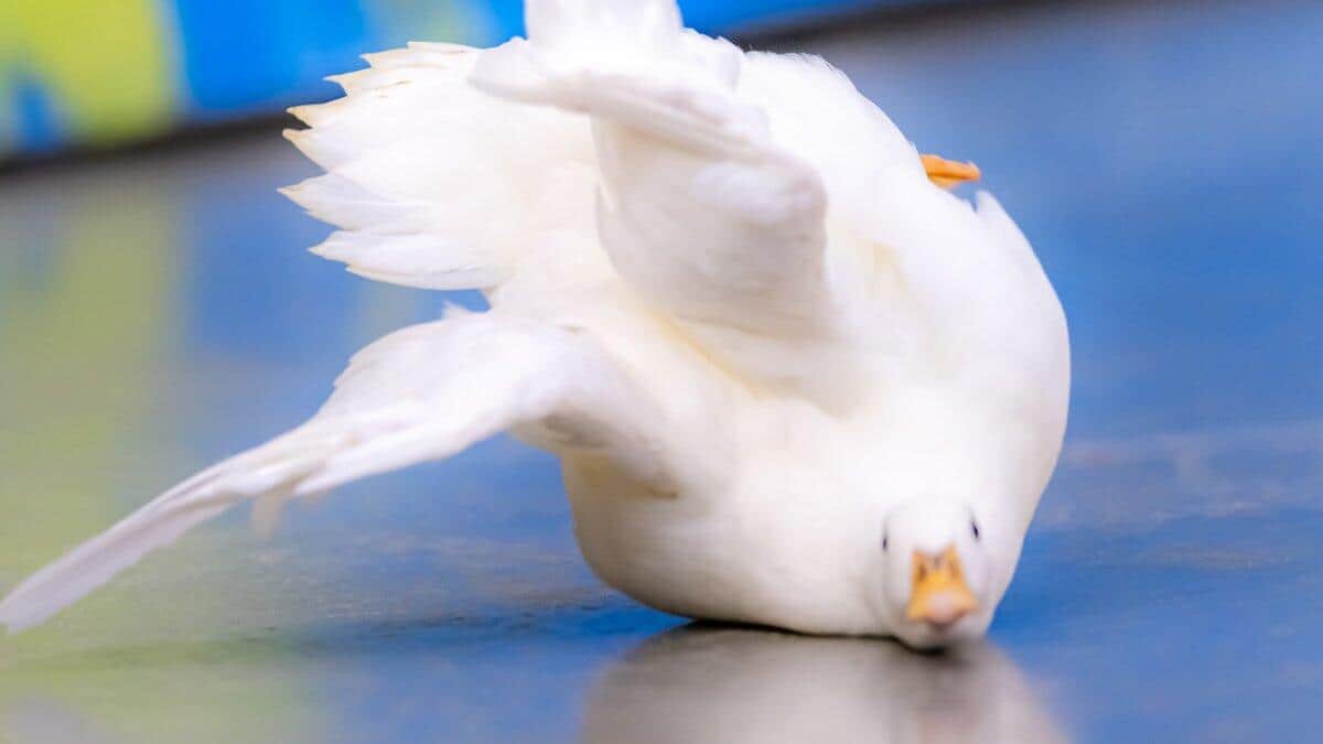 るいずさんのツイッター（@Louise_yome）より