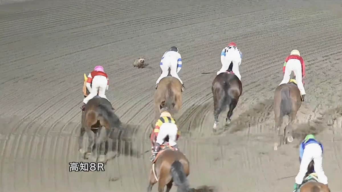 YouTubeチャンネル・高知けいば、2022年3月29日のライブ配信「高知けいば中継」より