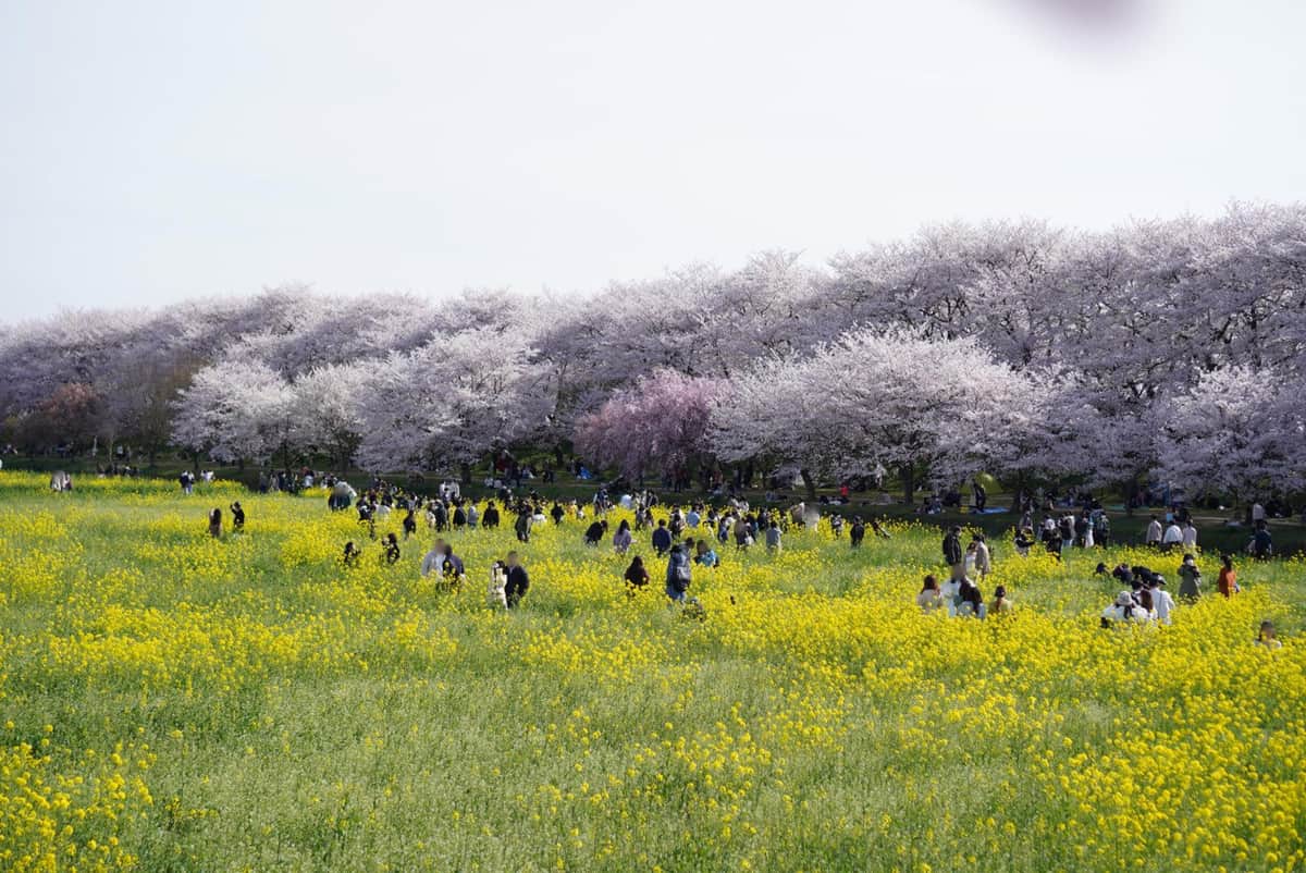 菜の花畑が「映え写真」目的で踏み荒らされる　「せっかく育ってきたのに...」頭悩ます公園事務局