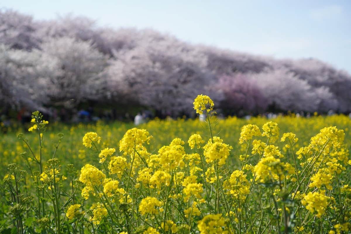 県営権現堂公園の菜の花と桜（2022年4月2日）【画像】roaky（@bicycle_roaky）さん提供