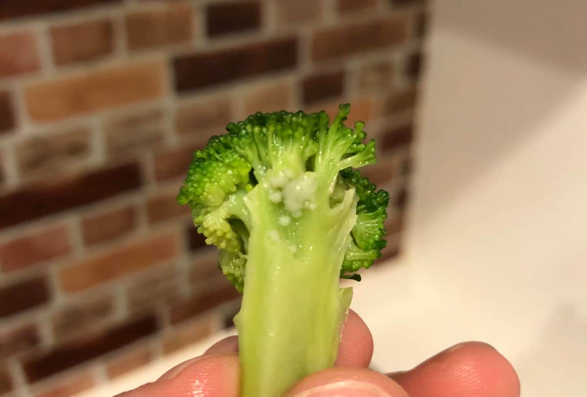 茹でると白いつぶが膨らんだ