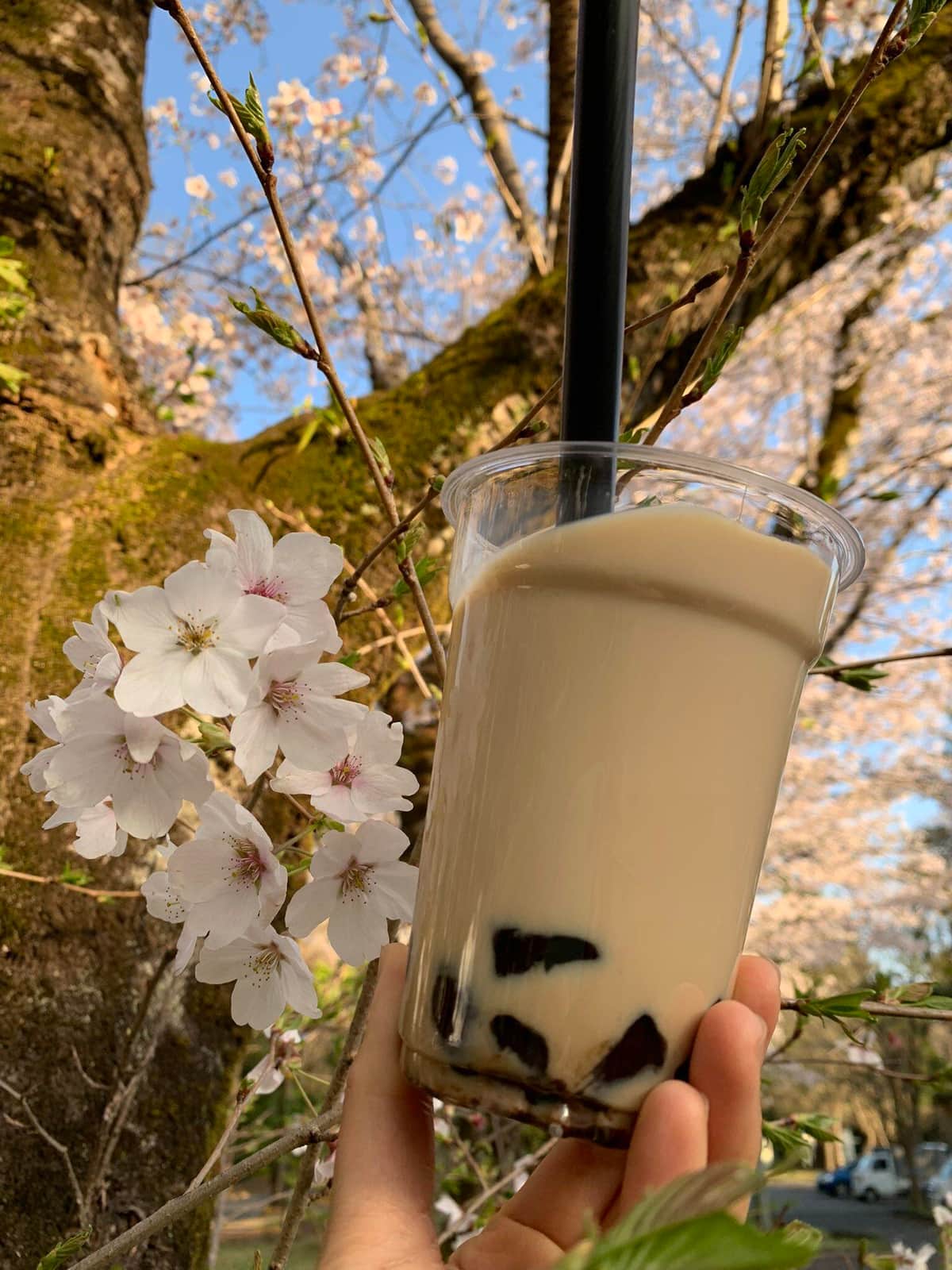 てるてるさんがキャッサバから作ったタピオカミルクティー