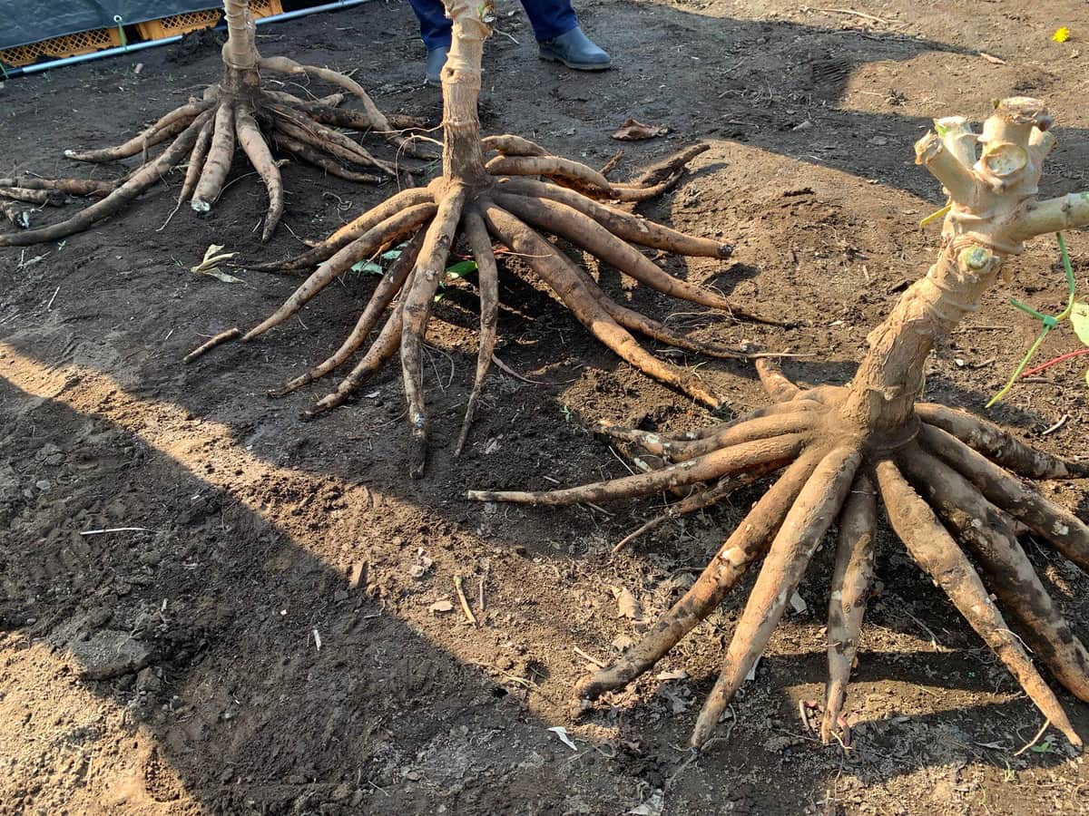 キャッサバのイモ