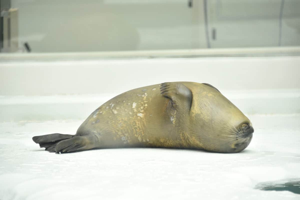 アザラシが清掃中ダイバーに「可愛い割り込み」　人懐っこい動きに5万いいね、水族館に詳しく聞く