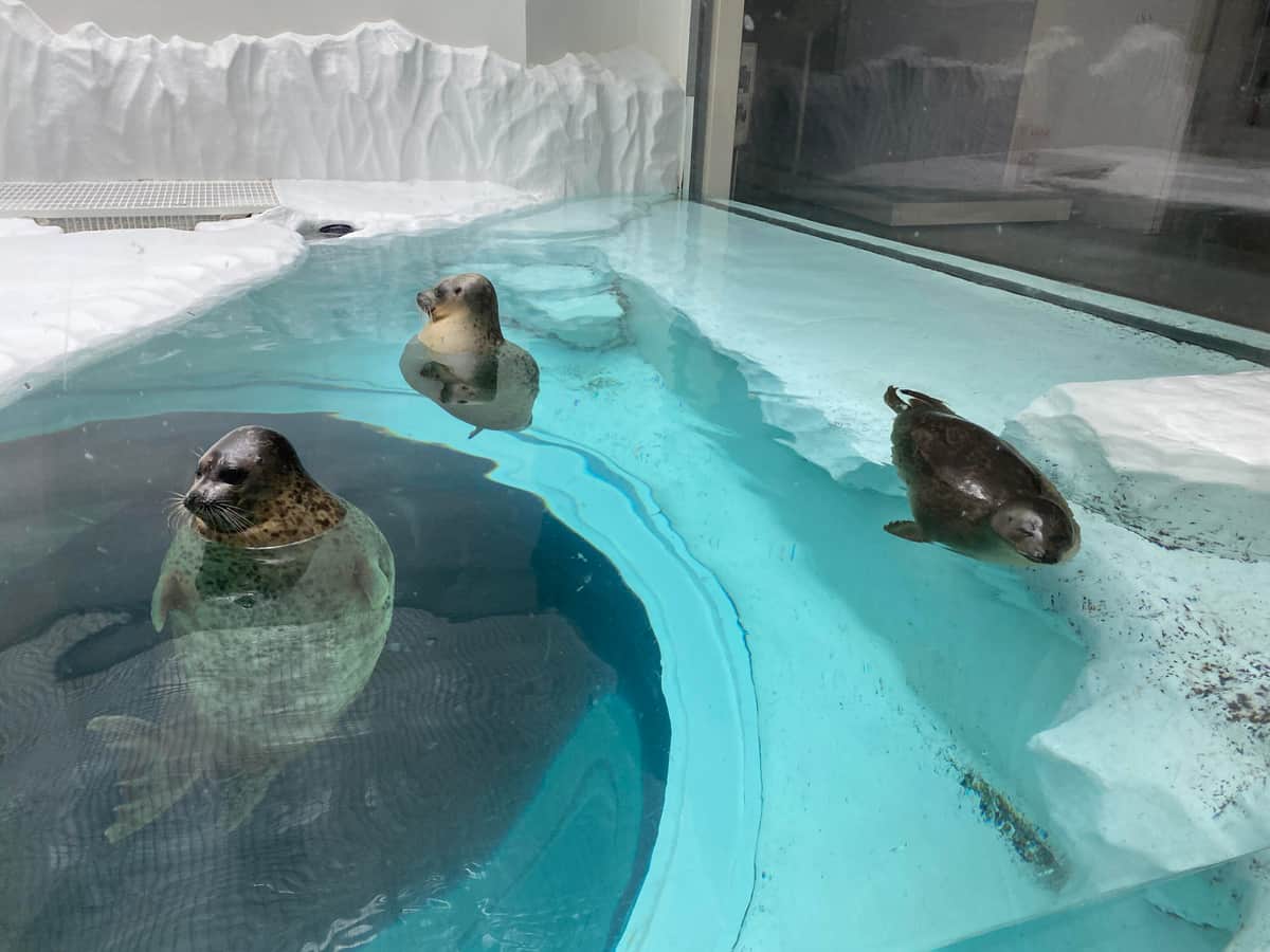 左からユキ、アラレ、ミゾレ（写真提供：海遊館）