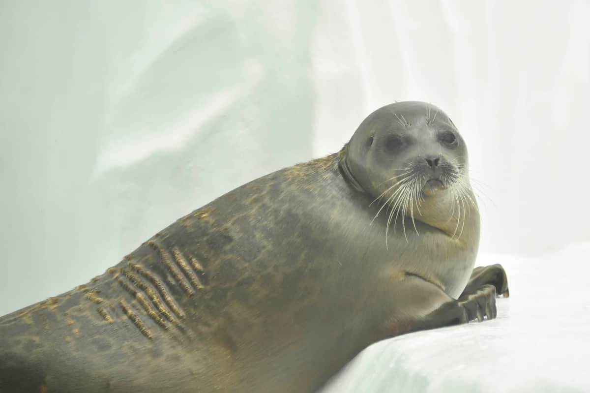 ワモンアザラシのミゾレ（写真提供：海遊館）