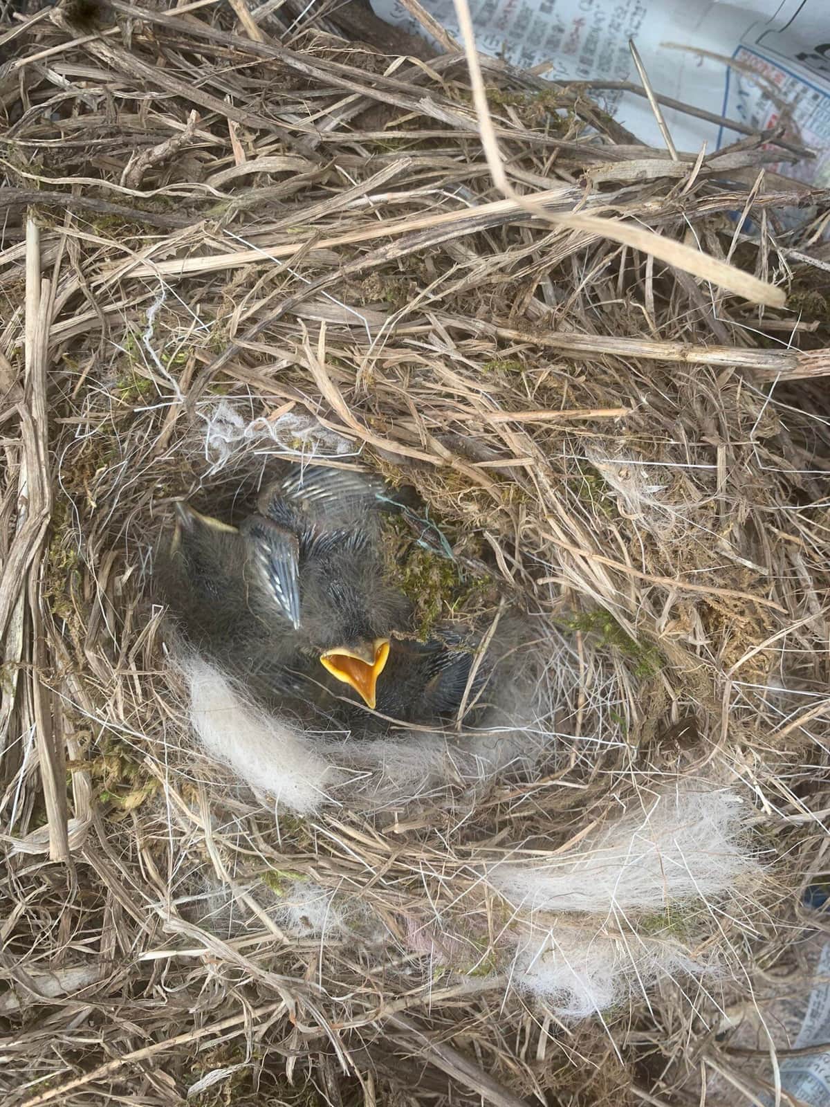 ツイッターユーザー・鈴木尊え（@tkykszk_36）さんの投稿より