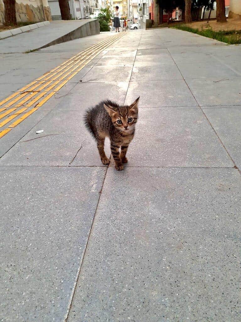 愛犬の散歩中に現れた子猫、撮影しようとしたら...　2匹と1人に6万いいね「全てが愛おしいこの構図」