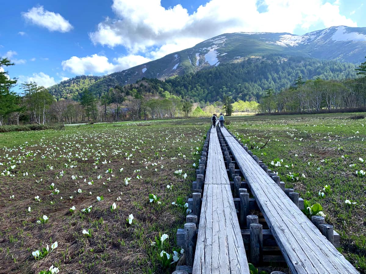 NHK撮影班、尾瀬の木道「10分通行止め」が物議　環境省「利用者に迷惑」...広報は「声受け止める」