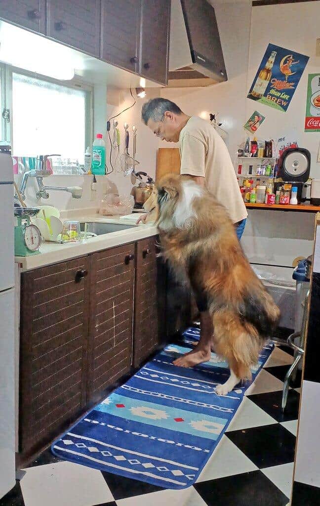 ラフ・コリーのラッシー君