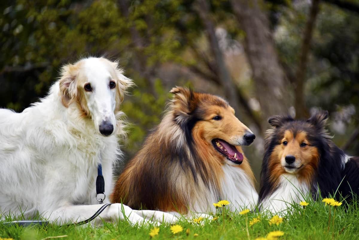 飼い主のちちり。さんは、3頭の犬とキャンプを楽しむユーチューバー
