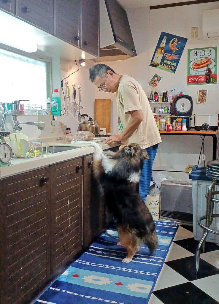 シェルティの虎狐君