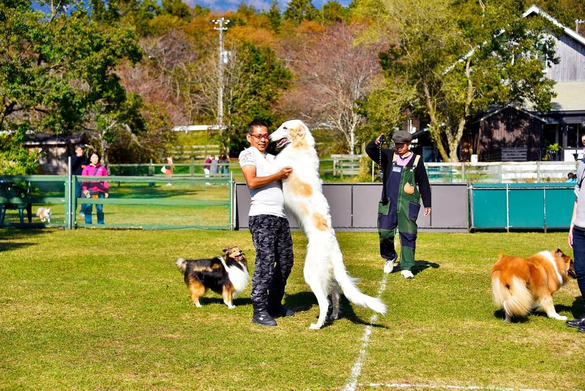 ボルゾイのヴィスナー君は、猪突猛進な性格