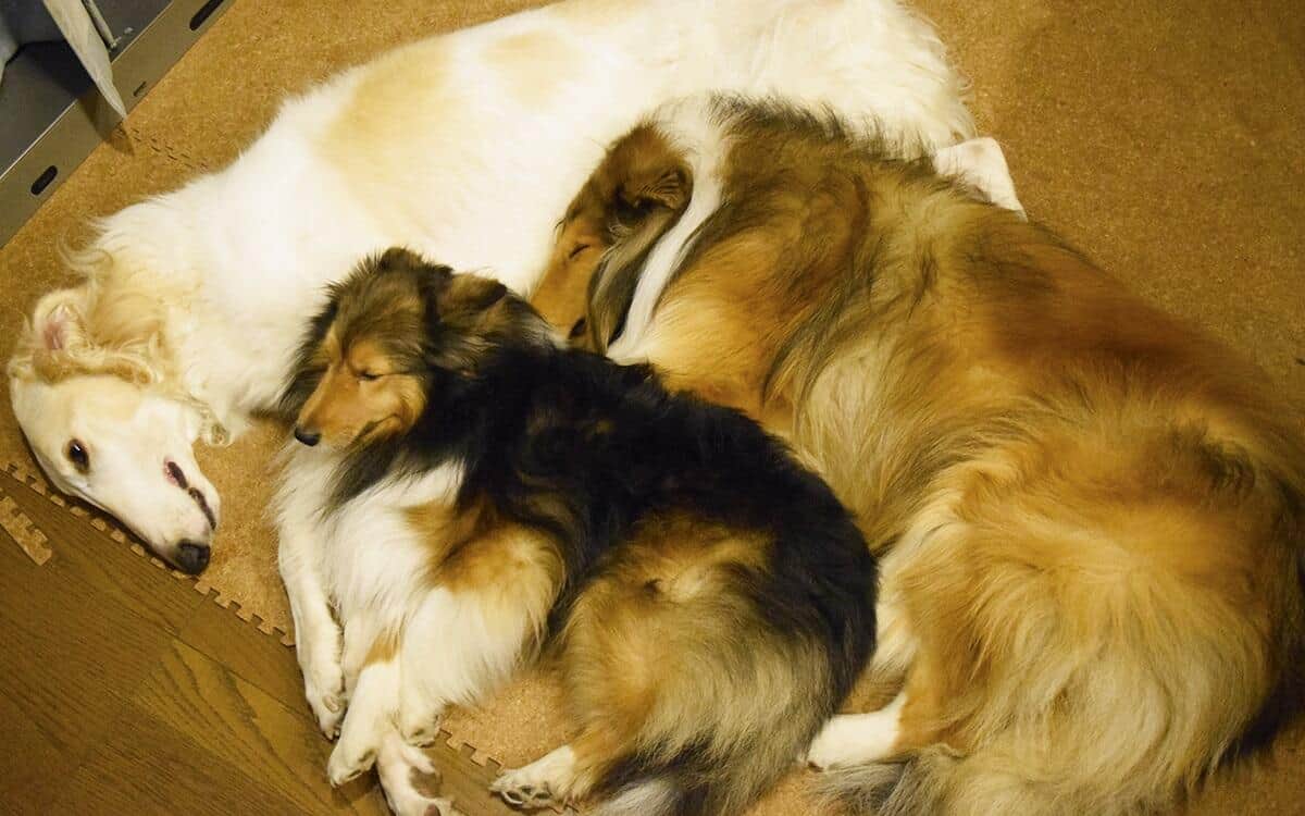 犬同士の仲は良く、喧嘩をしたことは一度もない