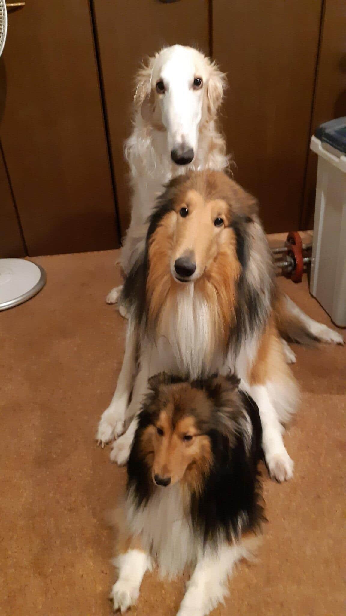 3頭の犬