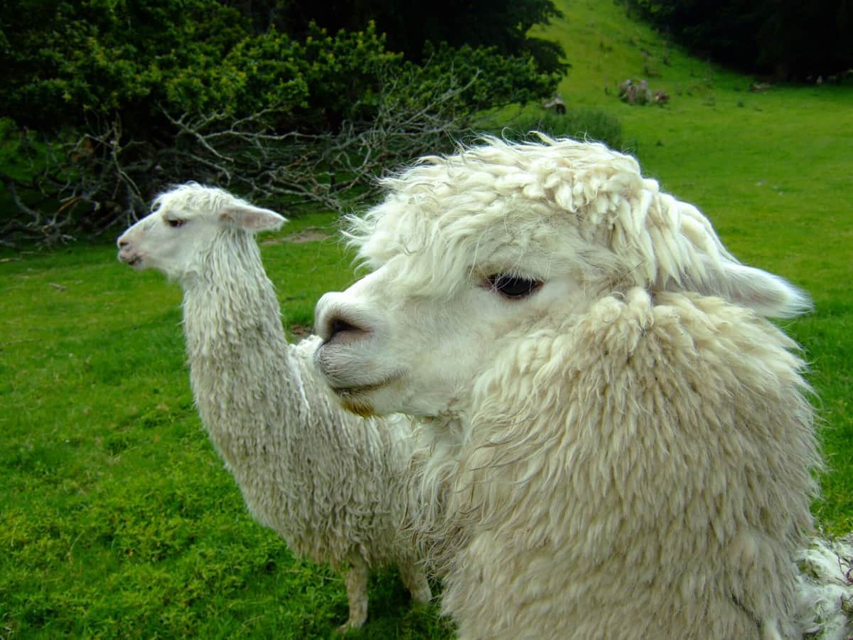 アルパカとキスをしようとしたら...まさかの悲劇が　TikTok衝撃動画に41万いいねの大反響