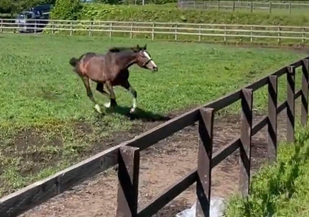引退馬が突進、牧柵なぎ倒す...放牧動画にSNS騒然　一部指摘に代表反論「自殺願望あるなら止めてみて」