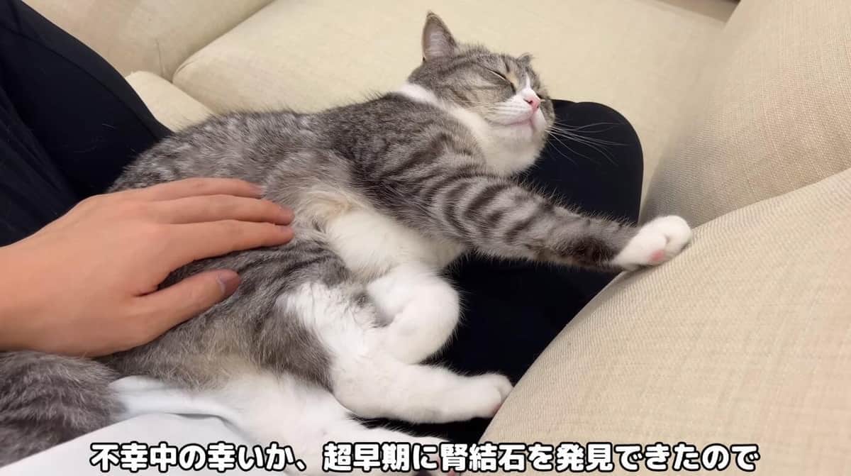 ギネス認定ネコYouTuberに腎結石→直後に子猫動画連投で物議　飼い主説明「寂しい思いさせてるわけではない」